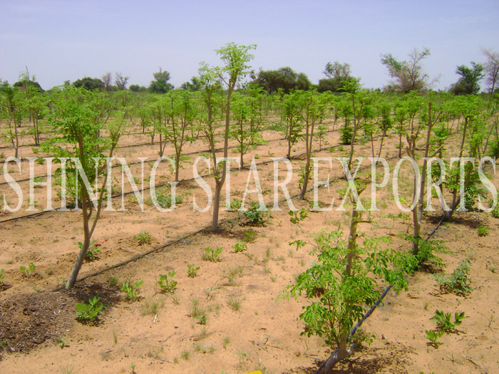 MORINGA Manufacturer Supplier Wholesale Exporter Importer Buyer Trader Retailer in Chennai Tamil Nadu India